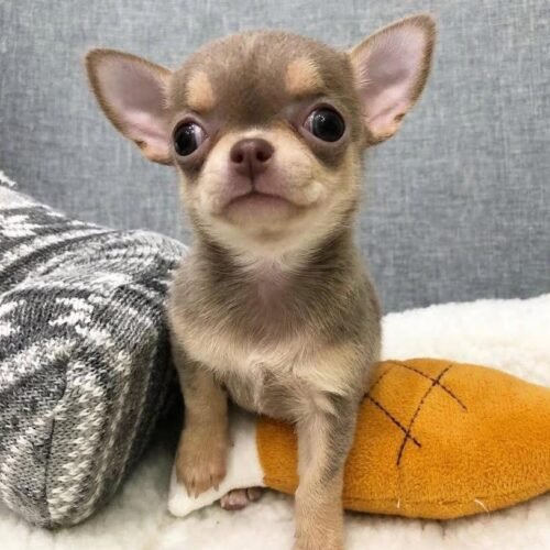 Lilac Merle Chihuahua Puppy for Sale – Rare Chihuahua