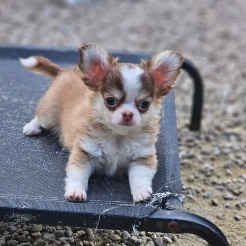 Long Coat Chihuahua Puppy for Sale – Fluffy Chihuahua