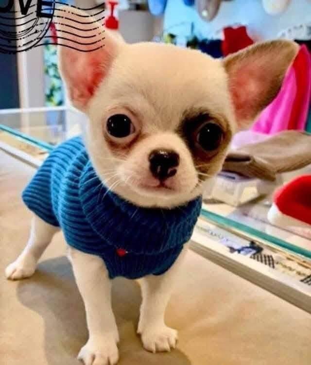 White Patch Chihuahua Puppy for Sale – Tiny Chihuahua - Image 2