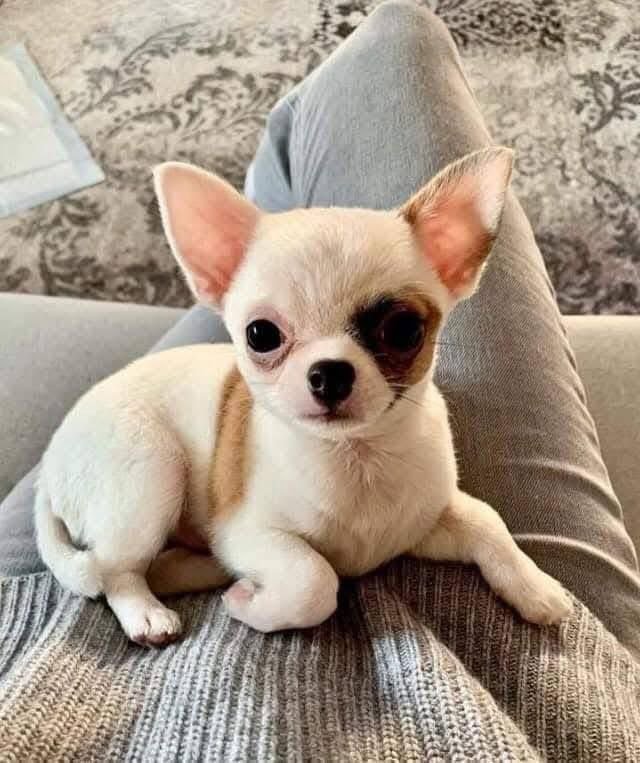 White Patch Chihuahua Puppy for Sale – Tiny Chihuahua - Image 3