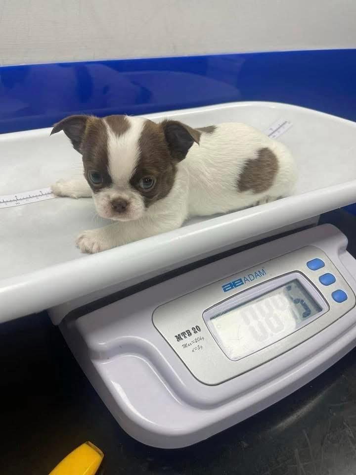 White Patch Chihuahua Puppy for Sale – Tiny Chihuahua - Image 5