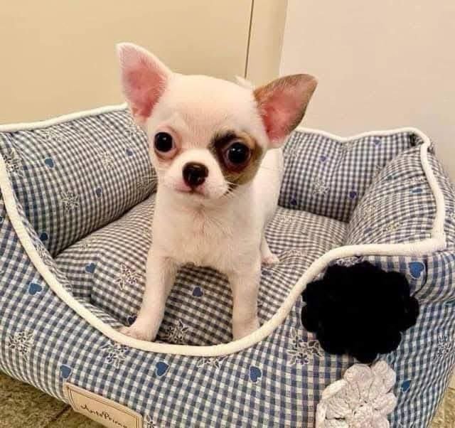 White Patch Chihuahua Puppy for Sale – Tiny Chihuahua - Image 4