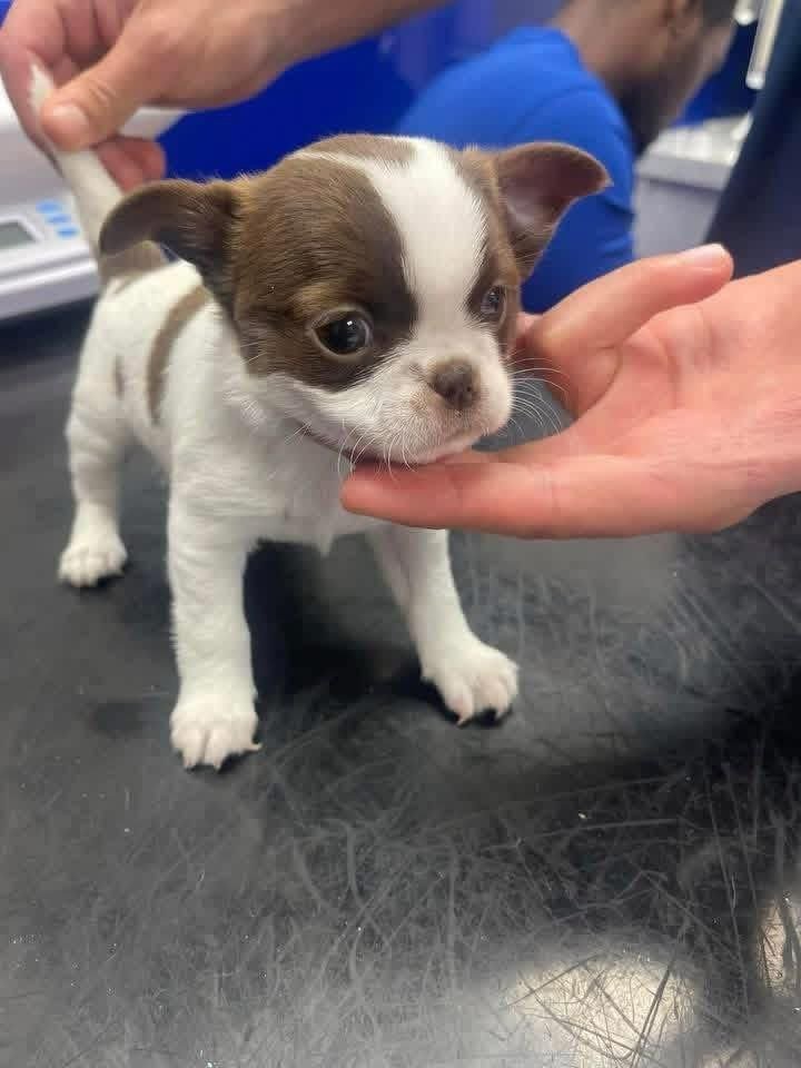White Patch Chihuahua Puppy for Sale – Tiny Chihuahua - Image 6