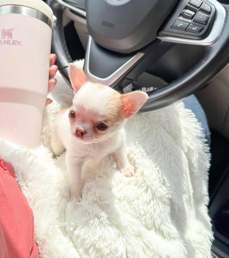 White Patch Chihuahua Puppy for Sale – Tiny Chihuahua - Image 7