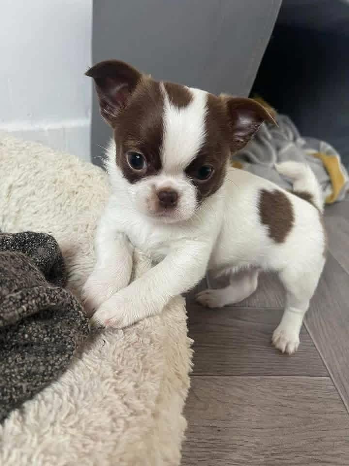 White Patch Chihuahua Puppy for Sale – Tiny Chihuahua - Image 8