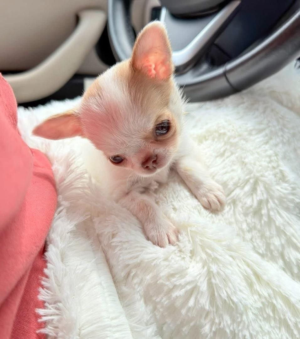 White Patch Chihuahua Puppy for Sale – Tiny Chihuahua - Image 9