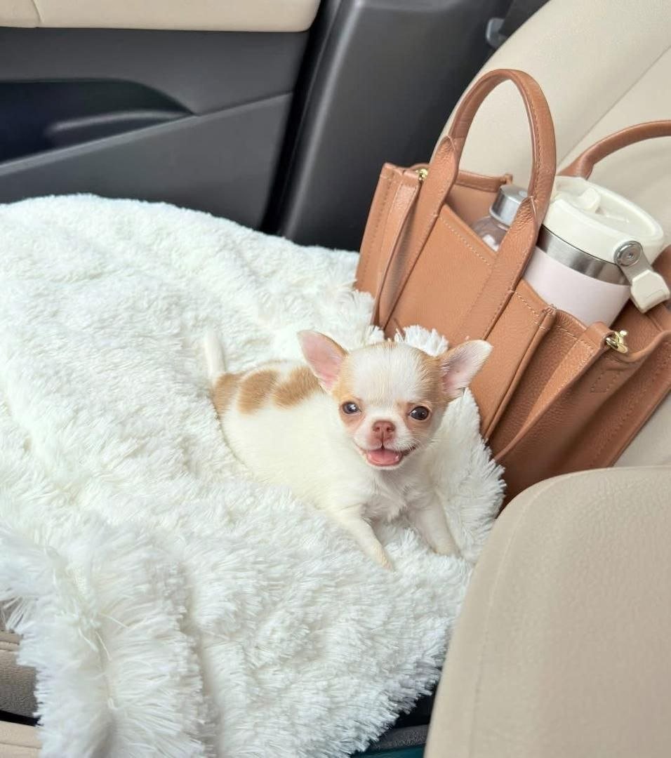 White Patch Chihuahua Puppy for Sale – Tiny Chihuahua - Image 10