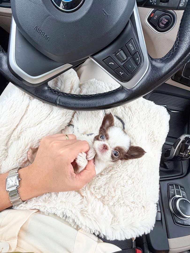White Patch Chihuahua Puppy for Sale – Tiny Chihuahua - Image 11