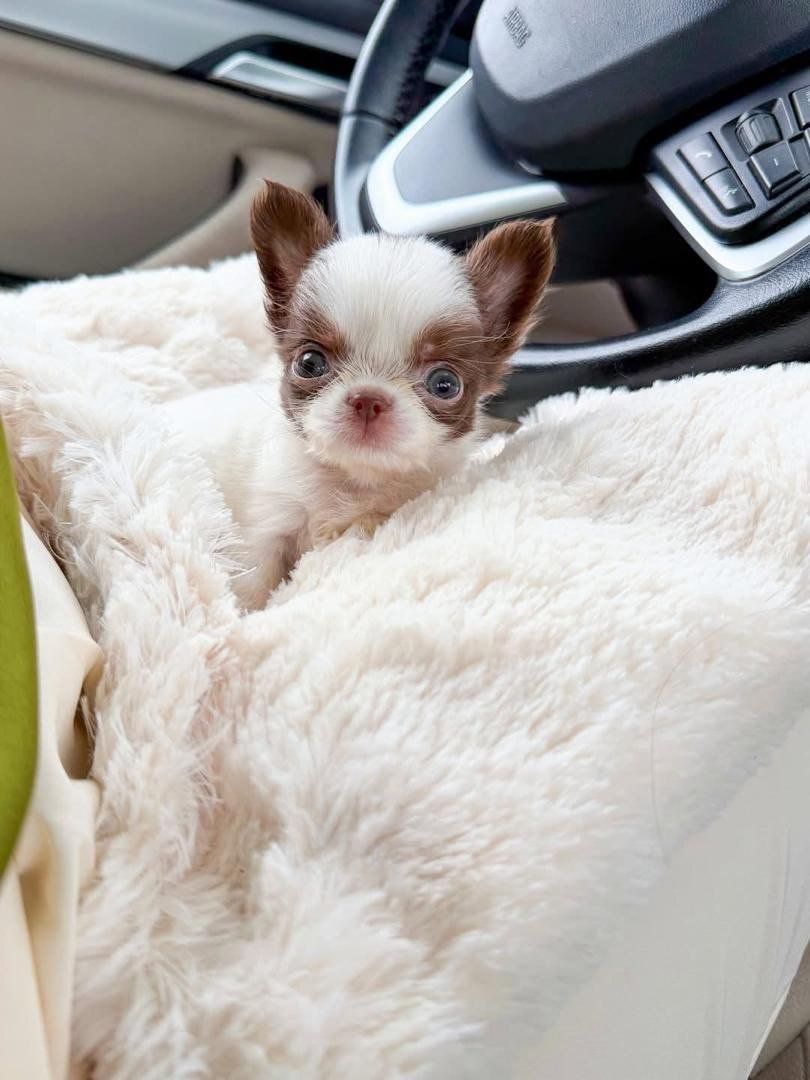 White Patch Chihuahua Puppy for Sale – Tiny Chihuahua - Image 13