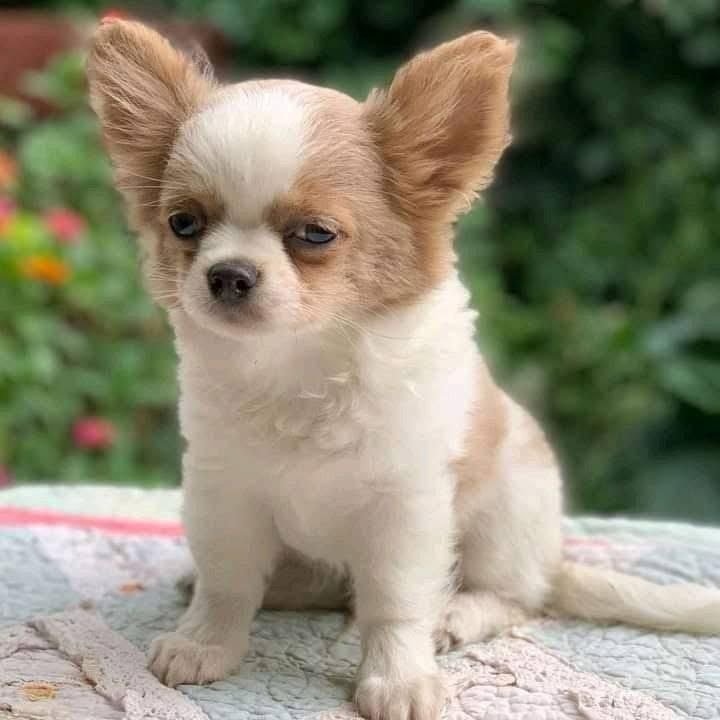 White Patch Chihuahua Puppy for Sale – Tiny Chihuahua - Image 14