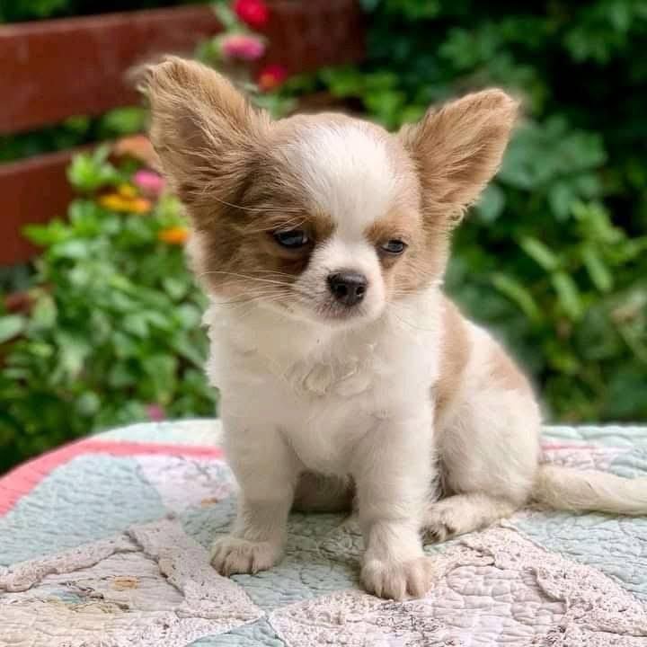 White Patch Chihuahua Puppy for Sale – Tiny Chihuahua - Image 15