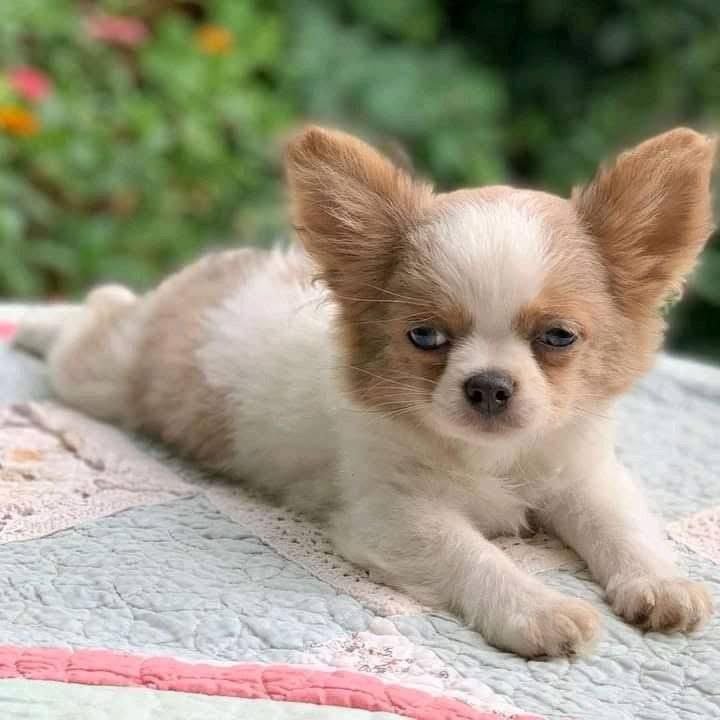 White Patch Chihuahua
