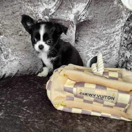 Black White Chihuahua Puppy for Sale – Long Haired Chihuahua