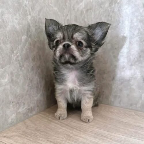 Blue Merle Chihuahua Puppy for Sale – Long Haired Chihuahua