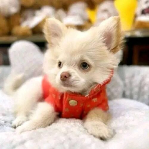 Cream Chihuahua Puppy for Sale – Long Haired Chihuahua
