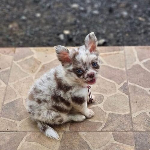 Merle Chihuahua Puppy for Sale – Long Haired Chihuahua