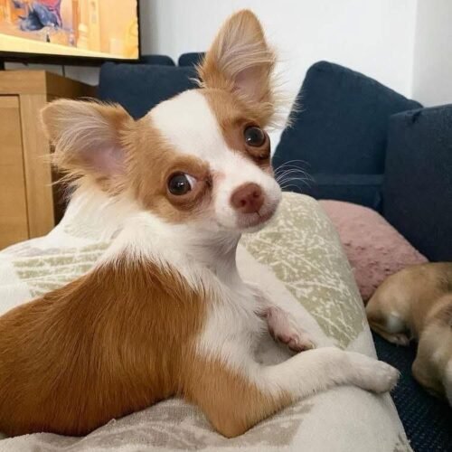 Brown White Chihuahua Puppy for Sale – Long Haired Chihuahua