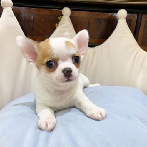 Tan Chihuahua Puppy for Sale – Short Haired Chihuahua