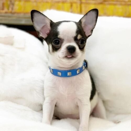 Black and White Chihuahua Puppy – Short Haired Chihuahua