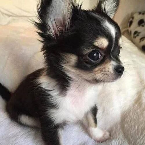 Black Chihuahua Puppy for Sale – Long Haired Chihuahua