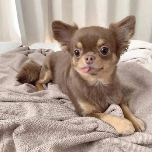 Chocolate Chihuahua Puppy for Sale – Long Haired Chihuahua
