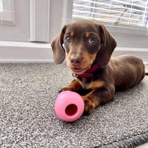 Chocolate Dachshund Puppy – Mini Dachshund Companion