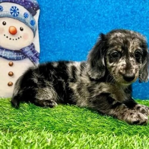 Black Dapple Dachshund Puppy  – Long Haired Mini Dachshund