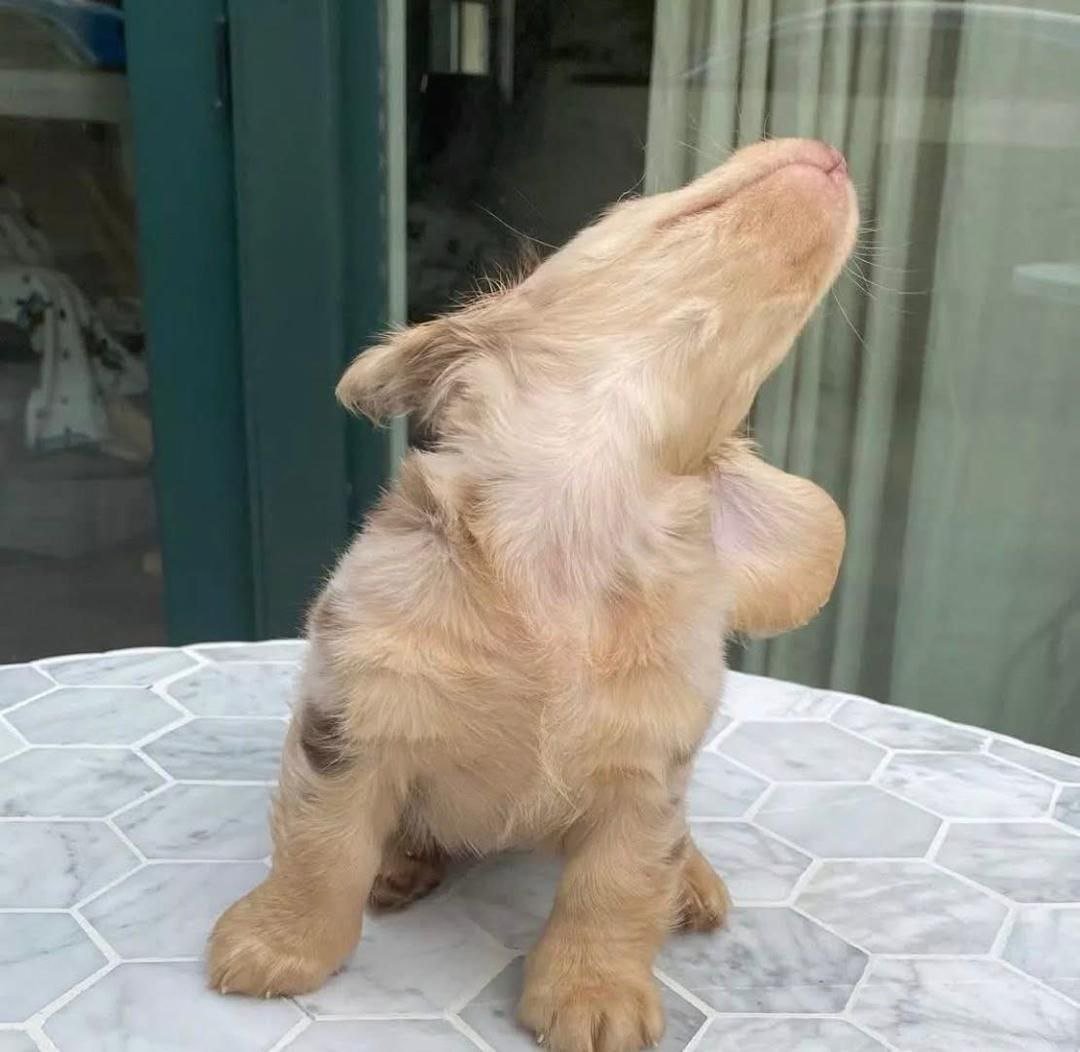 Isabella Dapple Dachshund Puppy – Long Haired Mini Dachshund - Image 2