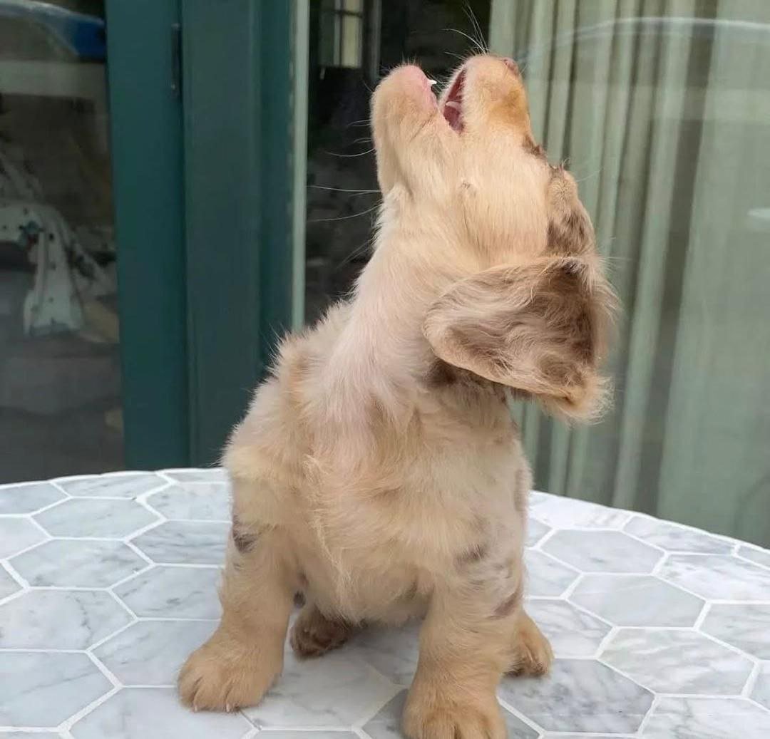 Isabella Dapple Dachshund Puppy – Long Haired Mini Dachshund - Image 3