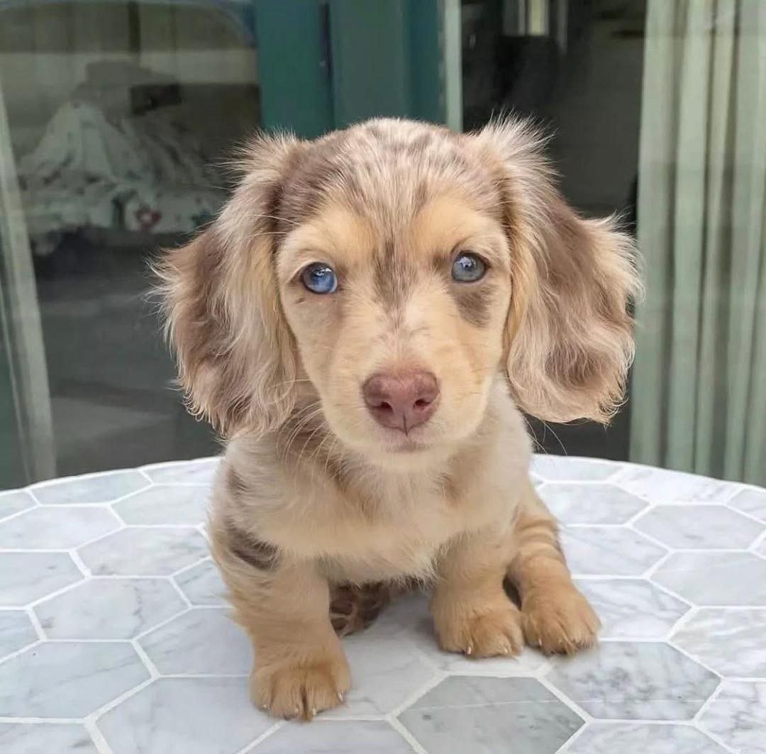Isabella Dapple Dachshund Puppy – Long Haired Mini Dachshund - Image 4