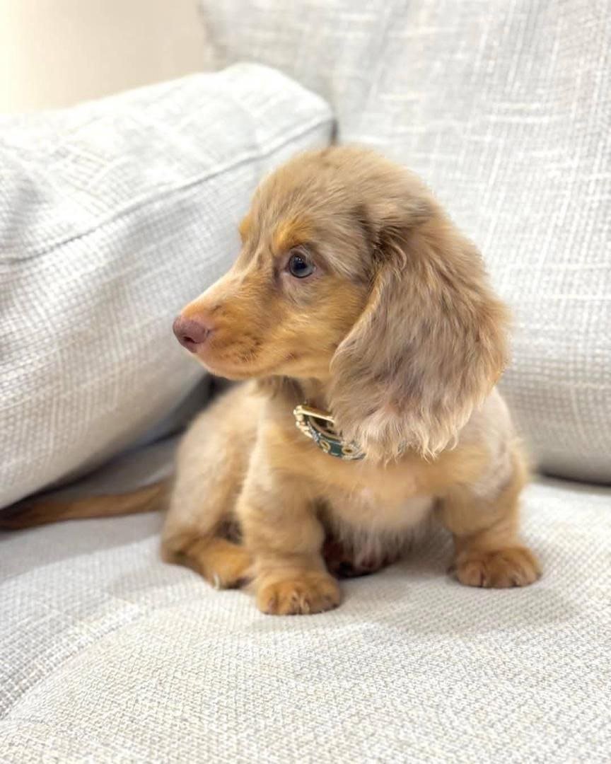 Isabella Dapple Dachshund Puppy – Long Haired Mini Dachshund - Image 5