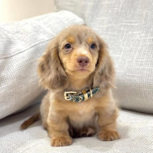 Isabella Dapple Dachshund Puppy  – Long Haired Mini Dachshund
