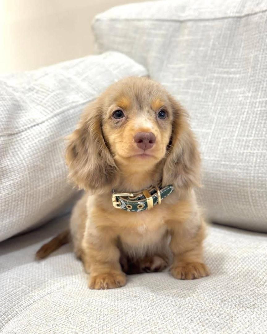 Isabella Dapple Dachshund Puppy Blue Eyes Long Haired Dachshund