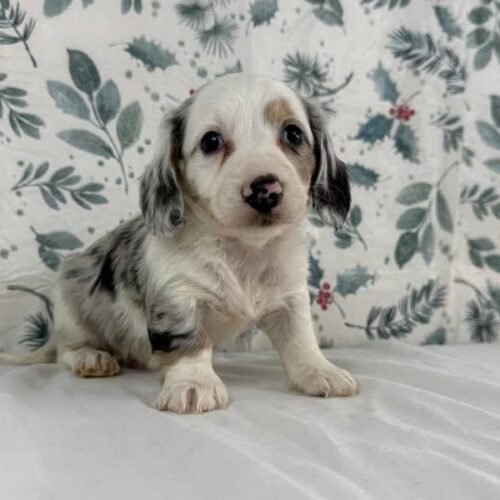 Dapple Dachshund Puppy for Sale – Mini Long-Haired Dachshund