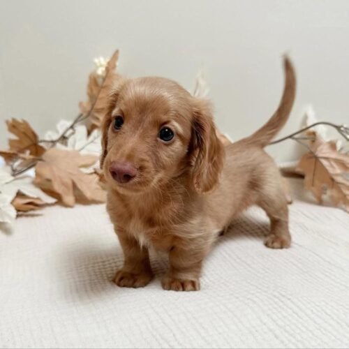 Mini Dachshund Puppy for Sale – Healthy Long-Haired Dachshund