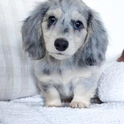 Silver Dapple Dachshund Puppy for Sale | Long Haired Dachshund