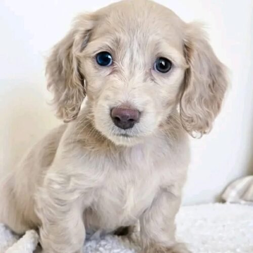Cream Dachshund Pup for Sale | Long-Haired Mini Companion