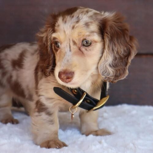 Chocolate Dapple Dachshund  | Long-Haired Spotted Dachshund