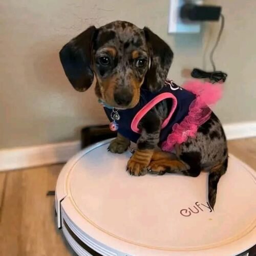 Merle Dachshund Pup for Sale | Unique Spotted Sausage Dog