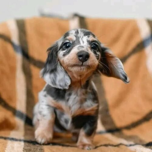 Dapple Dachshund Puppy for Sale | Long-Haired Merle Dachshund