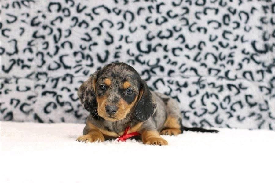Dapple Dachshund Puppy for Sale | Beautiful Merle Dachshund - Image 2