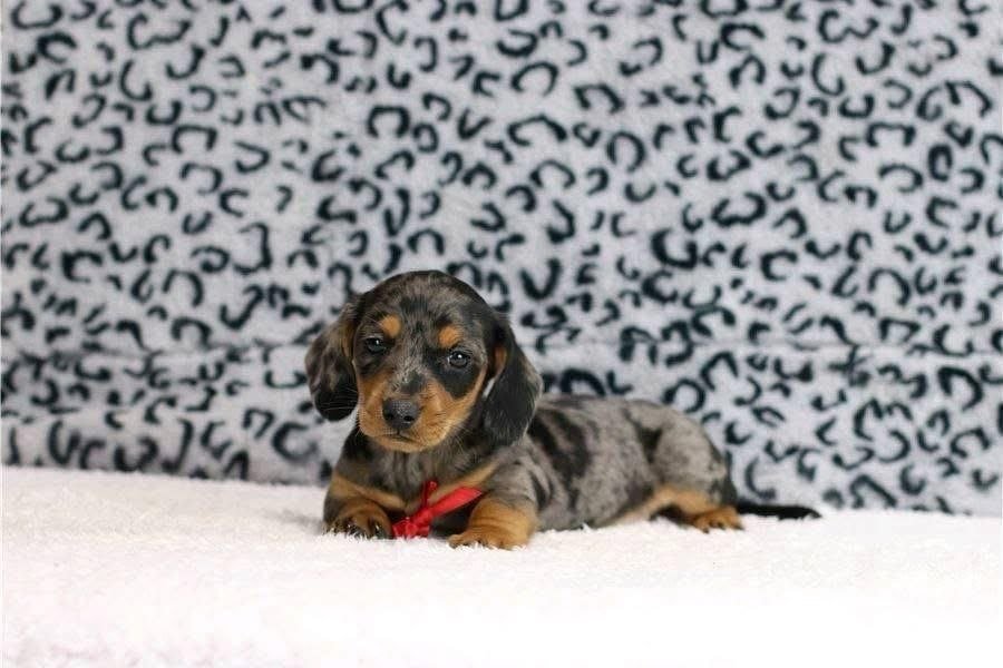 Dapple Dachshund Puppy for Sale | Beautiful Merle Dachshund - Image 3