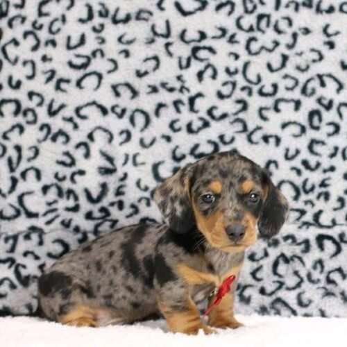 Dapple Dachshund Puppy for Sale | Beautiful Merle Dachshund