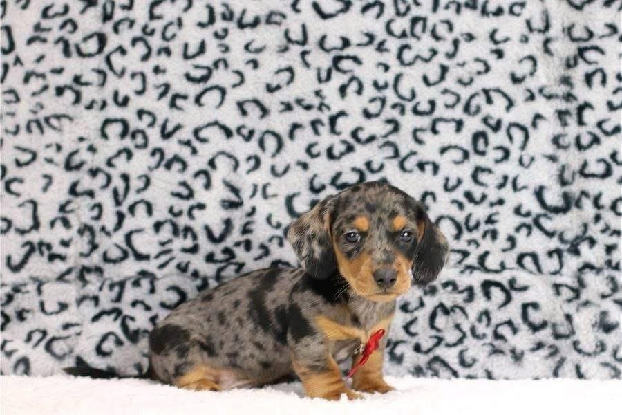 dapple dachshund puppy with merle coat