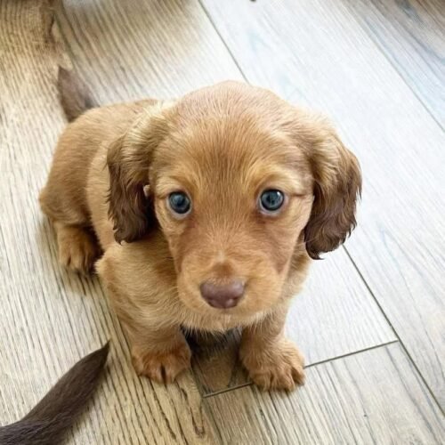 Red Dachshund Puppy for Sale | Loyal Small Companion Dog