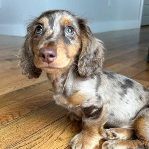 Dapple Dachshund Puppy | Beautiful Long-Haired Sausage Dog