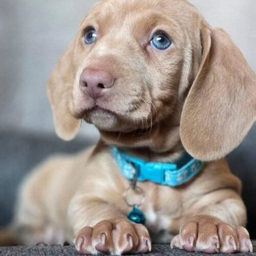 Cream Dachshund Puppy for Sale | Loyal Mini Sausage Dog