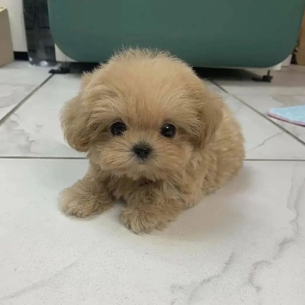 Apricot Maltipoo Puppy for Sale | Tiny Teddy Bear Companion - Image 2