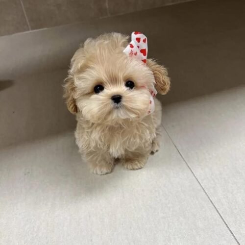 Apricot Maltipoo Puppy for Sale | Tiny Teddy Bear Companion