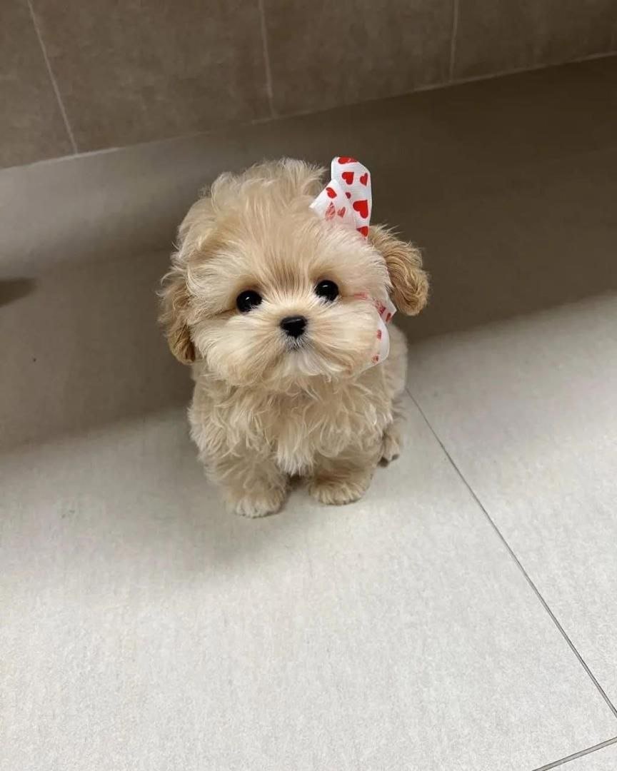 Apricot Maltipoo Puppy